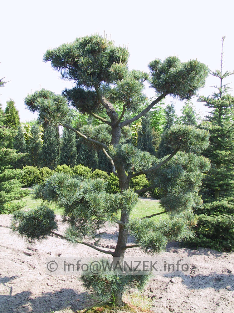 Pinus parviflora Glauca - Bonsairohling 02.JPG